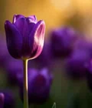  紫色郁金香特写2607#横屏 	 