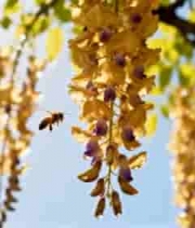  紫藤花与蜜蜂特写2468#横屏 	 