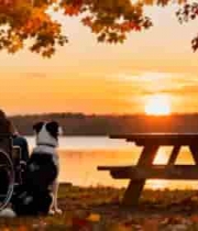  坐轮椅老人赏秋景与狗相伴2072#横屏 	 