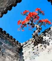  砖墙中绽放的红色花卉1042#横屏 	 - 