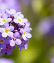  紫色花朵特写(1)1031#横屏 	 