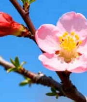  枝头绽放的粉色桃花1518#横屏 	 -