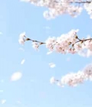  枝头绽放的樱花1430#横屏 	 