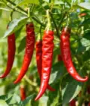  枝头红辣椒特写615#横屏 	 