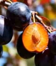  枝头紫李子特写2220#横屏 	 