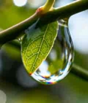  植物枝叶上的水滴特写1130#横屏 	 