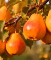  枝头成熟梨子特写2368#横屏 	 