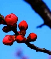  枝头绽放的红色梅花2715#横屏 	 