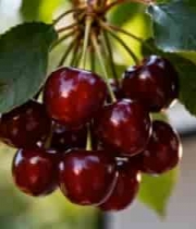  枝头成熟樱桃特写1086#横屏 	 