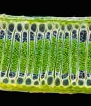  植物细胞微观结构展示2211#横屏 	 