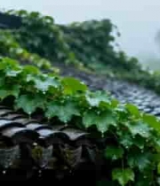  雨中古建筑屋顶绿植特写1908#横屏 	 