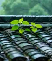  雨中瓦片屋顶上的新生绿植2497#横屏 	 