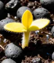  幼苗破土生长微距画面1310#横屏 	 -