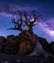  夜空下枯树与星空素材2151#横屏 	 -