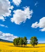  油菜花田自然风光全景2445#横屏 	 