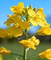  油菜花特写素材2308#横屏 	 