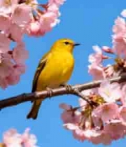 樱花枝上的黄色小鸟1532#横屏 	 