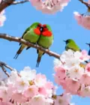  樱花树枝上的多彩小鸟1465#横屏 	 - 