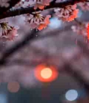  樱花树下红灯笼487#横屏 	 