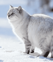 雪地中的猫咪侧立远望4251#横屏 