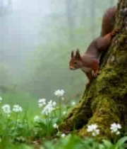  森林中松鼠攀爬树干画面1193#横屏 	 