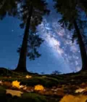  森林夜空下的璀璨星空719#横屏 	 -