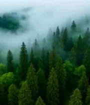  森林云雾环绕鸟瞰景象2226#横屏 	 