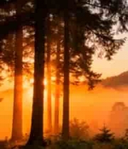  森林日出阳光穿透树木景象503#横屏 	 