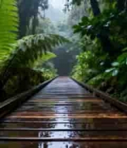 森林中湿木栈道自然风光1314#横屏 	 