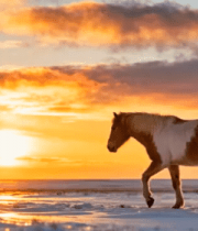 地夕阳下行走的马匹3196#横屏 