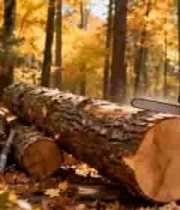  森林中工人使用电锯切割木材2600#横屏 	 