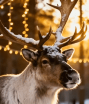 雪地森林中的驯鹿特写4346#横屏 