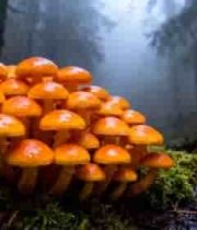  森林中生长的橙色蘑菇素材750#横屏 	 