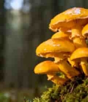  森林中生长的黄色蘑菇素材1099#横屏 	 