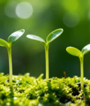 新生幼苗微距特写素材4057#横屏 