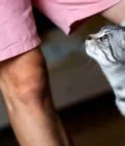  人与猫咪亲昵互动素材1702#横屏 	 