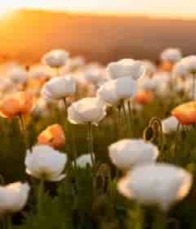  日落时分白色罂粟花田2431#横屏 	 