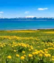  赛里木湖湖畔花海自然风光2671#横屏 	 
