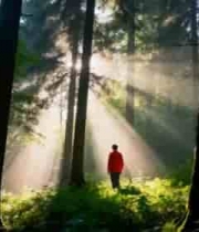  人于森林中沐浴阳光场景1516#横屏 	 