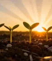  日出下幼苗生长素材3020#横屏 	 