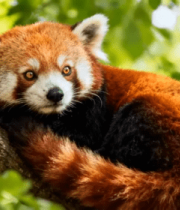 小熊猫栖息在树枝上1390#横屏 