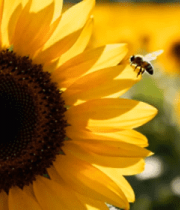 日葵花海中蜜蜂采蜜画面2492#横屏 