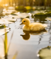 小鸭子池塘荷叶间戏水2313#横屏 