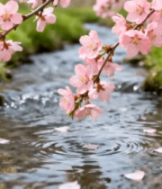 溪边绽放的粉色樱花4834#横屏 
