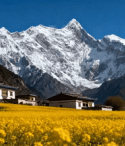 西藏雪山下的田野与民居628#横屏 