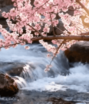 溪流旁绽放的粉色樱花2867#横屏 