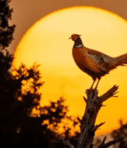 夕阳下枝头站立的彩色雉鸡903#横屏 