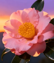 夕阳下盛开的粉色山茶花615#横屏 