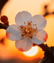 夕阳下绽放的枝头花朵5448#横屏 