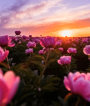 阳下盛开的花卉田野748#横屏 